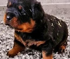 Des chiots rottweiler - 1