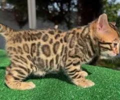 Adorable chaton femelle bengal.