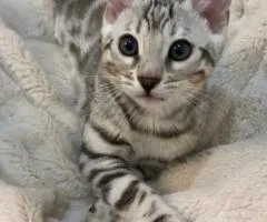 Chats du Bengale