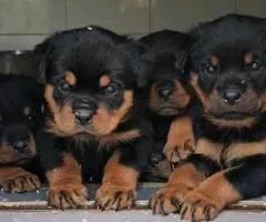 A VENDRE – SUPERBES CHIOTS ROTTWEILER