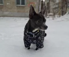 Adorable chihuahua prêt à être adopté