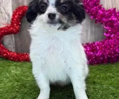 chihuahua for adoption